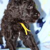 F1B Labradoodles 