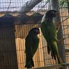 Blue crown conure pair