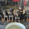 Romania Bloodline Rottweilers Puppies 