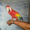 Scarlet Macaw 