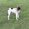 Chewy- Brittany Spaniel 