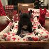 French Bulldog AKC Babies