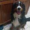 Bernese Mountain Dog