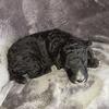 AKC STANDARD POODLE, BLACK ABSTRACT MALE