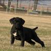Cane Corso pup 
