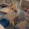 1 year old male lionhead rabbit for sale 45$