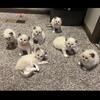 Ragdoll kittens 