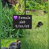 German Shepherd Puppies – Family Raised, Socialized, Ready July 18