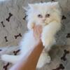 Persian kitten blue point male  $100. adoption