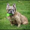 Fluffy frenchie solid producer 500 stud fee