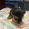 Yorkies $1200