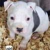 Beautiful Pitbull puppies for sale.