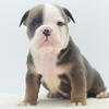 Duke bully hybrid bulldog