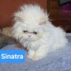 Sinatra ns minuet boy