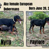 Doberman litter announcement 