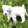 AKC Miniature Schnauzer Puppies