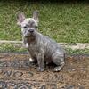 AKC French bulldog puppies 