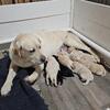 Trained English Labrador Retriever puppies