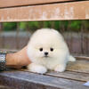 Tiny Fluffy Pomeranian – Health Checked & Ready for Pickup