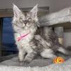 Female Black Smoke Maine Coon Kitten Located in Tennessee Can Arrange Delivery in US