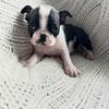 JJ, is an adorable, black and white female, Boston Terrier