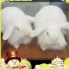 ILion lops blue eyes an lion heads 25.00 each