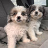 Maltipoo puppy female