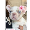 French Bulldog puppies AKC 