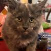 Beautiful Maine coon kittens ..14 weeks old parents on premise come and meet us