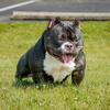 Available Abr(8/9 inch) exotic bully 