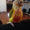 Pineapple conure