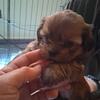 Female Shih Tzu pup