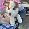 AKC Siberian Husky puppies 