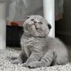 Scottish Fold Kittens 
