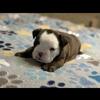 English Bulldog Puppies