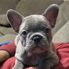 Beautiful French Bulldog Puppies 