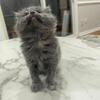 Persian kitten