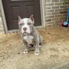 Pocket Bully male puppy