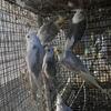 Cockatiels 