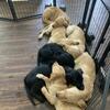 Goldador Puppies 