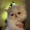 Persian Kitten 