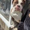 Sweet 3 year old boy dog
