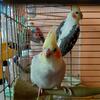 Pair of cockatiels for sale 