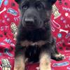 AKC German Shepherd Female