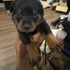 Rottweiler puppies 