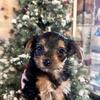 Ckc Yorkie Puppies 