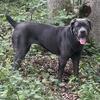 Female cane corso 