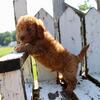 Taylor Male Mini Goldendoodle