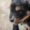 Australian Shepard puppies