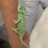 Chameleon 